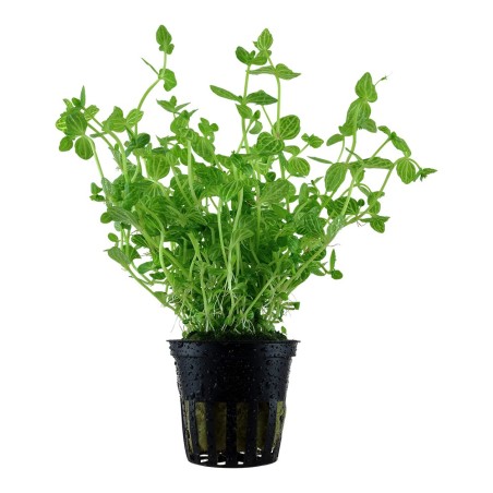 Lindemia rotundifolia