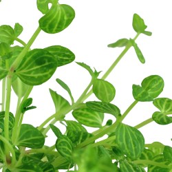 Lindemia rotundifolia