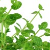 Lindemia rotundifolia
