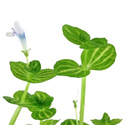 Lindemia rotundifolia
