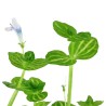 Lindemia rotundifolia