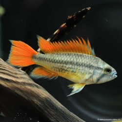 Apistogramma Cacatuoides Orange
