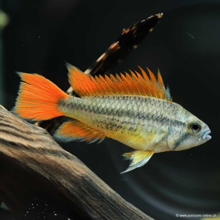 Apistogramma Cacatuoides Orange