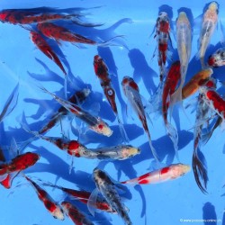 Goldfisch Shubunkin - Carassius Auratus
