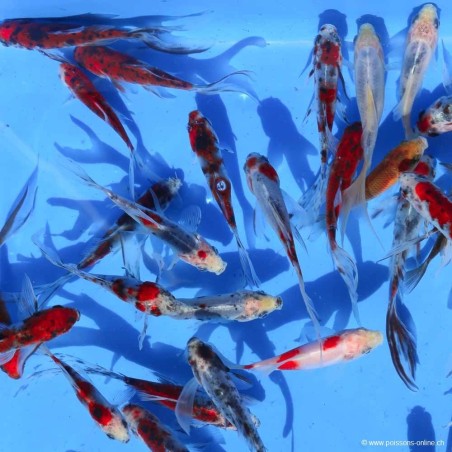 Goldfisch Shubunkin - Carassius Auratus