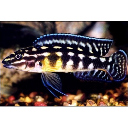 Cichlide Damier - 4-5cm - Julidochromis Marlieri