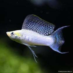 Molly Silver Lyra - Poecilia latipinna