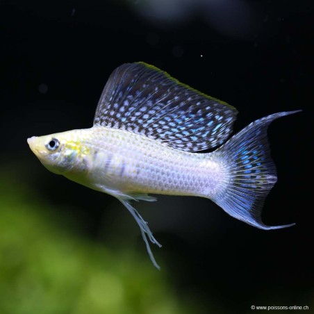 Molly Silver Lyre - Poecilia latipinna