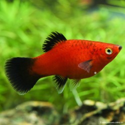 Platy Red Wagtail - Xiphophorus maculatus