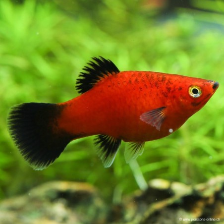 Platy Red Wagtail - Xiphophorus maculatus