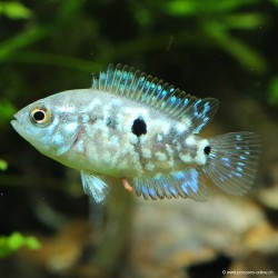 Cichlasoma Octfasciatum /Jack Dempsey