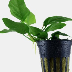 Anubias Barteri Var. Nana