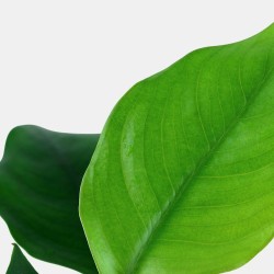 Anubias Barteri Var. Nana