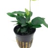 Anubias Barteri Var. Nana