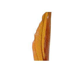 Echinodorus 'Red Diamond'