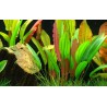 Echinodorus 'Red Diamond'