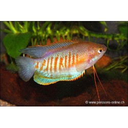 Pacchetti labiosa - Colisa Labiosa