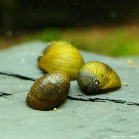 Corn Snail