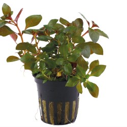 Ludwigia repens 'Rubin'