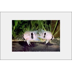 Cichlid Maroni…