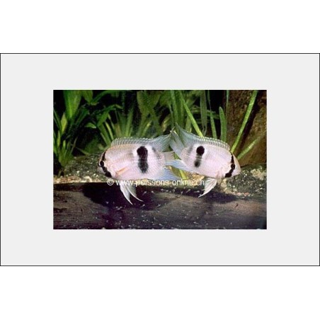 Cichlid Maroni…