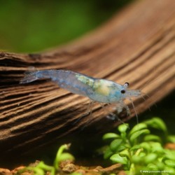 Gamberi di velluto blu…