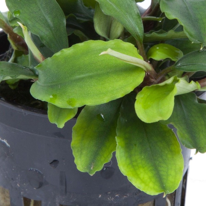 Bucephalandra Pygmaea 'Bukit Kalem'