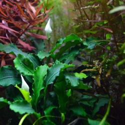 Bucphalandra Pygmaea 'Bukit Kalem'