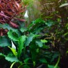 Bucephalandra Pygmaea 'Bukit Kalem'
