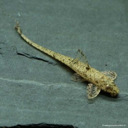 Rineloricaria Filamentosa