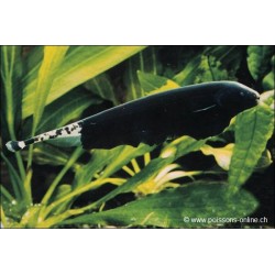 Weissstirn-Messerfisch
