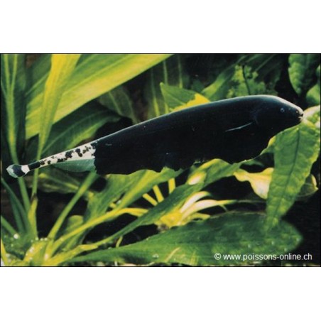 Pesce Da Coltello Americano Con Fronte Bianco