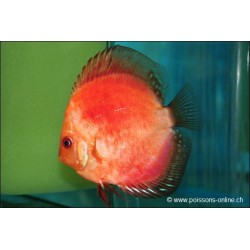 Discus Marlboro Red