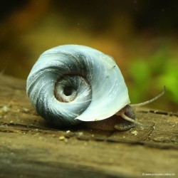 Posthornschnecke Blau