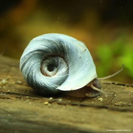 Planorbe Bleu