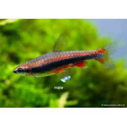 Poisson Crayon Doré