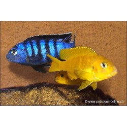 Pseudotropheus Saulosi Rouge