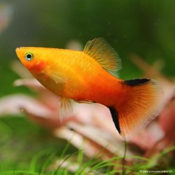 Platy Sunset Comet
