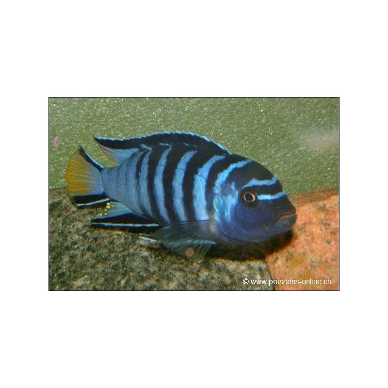 Pseudotropheus Elongatus