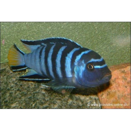 Pseudotropheus Elongatus