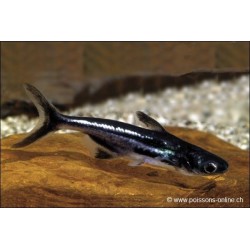 Chao Phraya Catfish