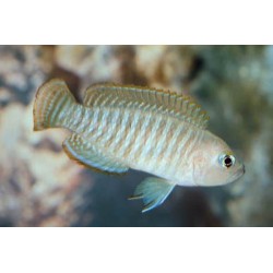 Lamprologus Conchylicole