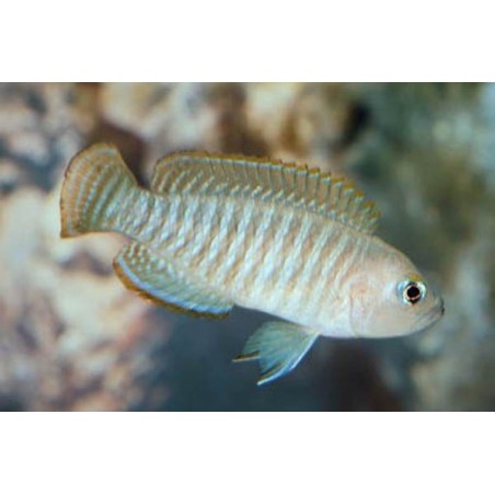 Lamprologus Conchylicole