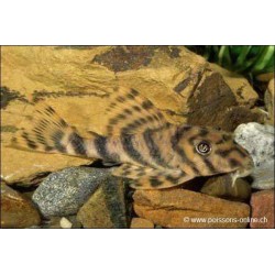 Peckoltia Imperial