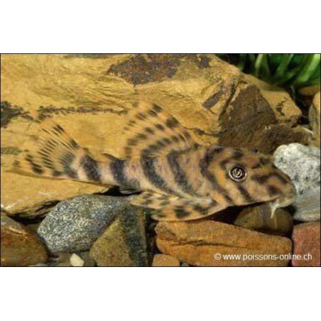 Peckoltia Imperial
