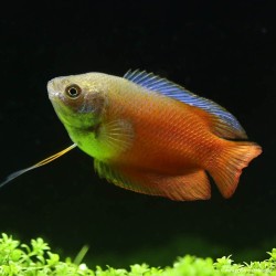 Zwergfadenfisch Mann Red Neon - Colisa Lalia
