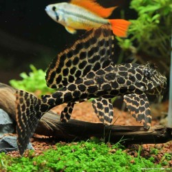 Waben Schilderwels - L165 Pterygoplichthys Gibbiceps