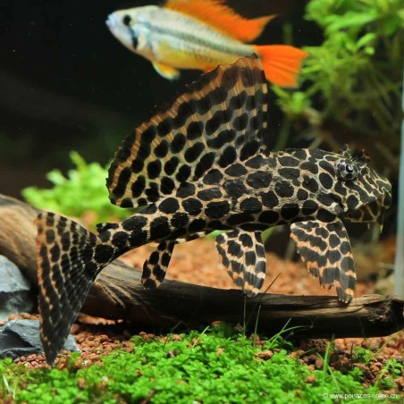 Waben Schilderwels - L165 Pterygoplichthys Gibbiceps