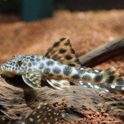 Hypostomus Spp - L075 Hypostomus Spp