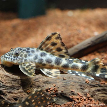 Hypostomus Spp - L075 Hypostomus Spp